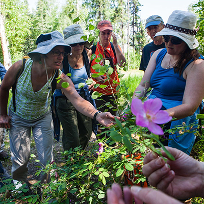 Students identify local flora around campus during Summer Sessions and Life Long Learning's Intro to Flora class June 23, 2012 on campus. | UAF Photo by JR Ancheta