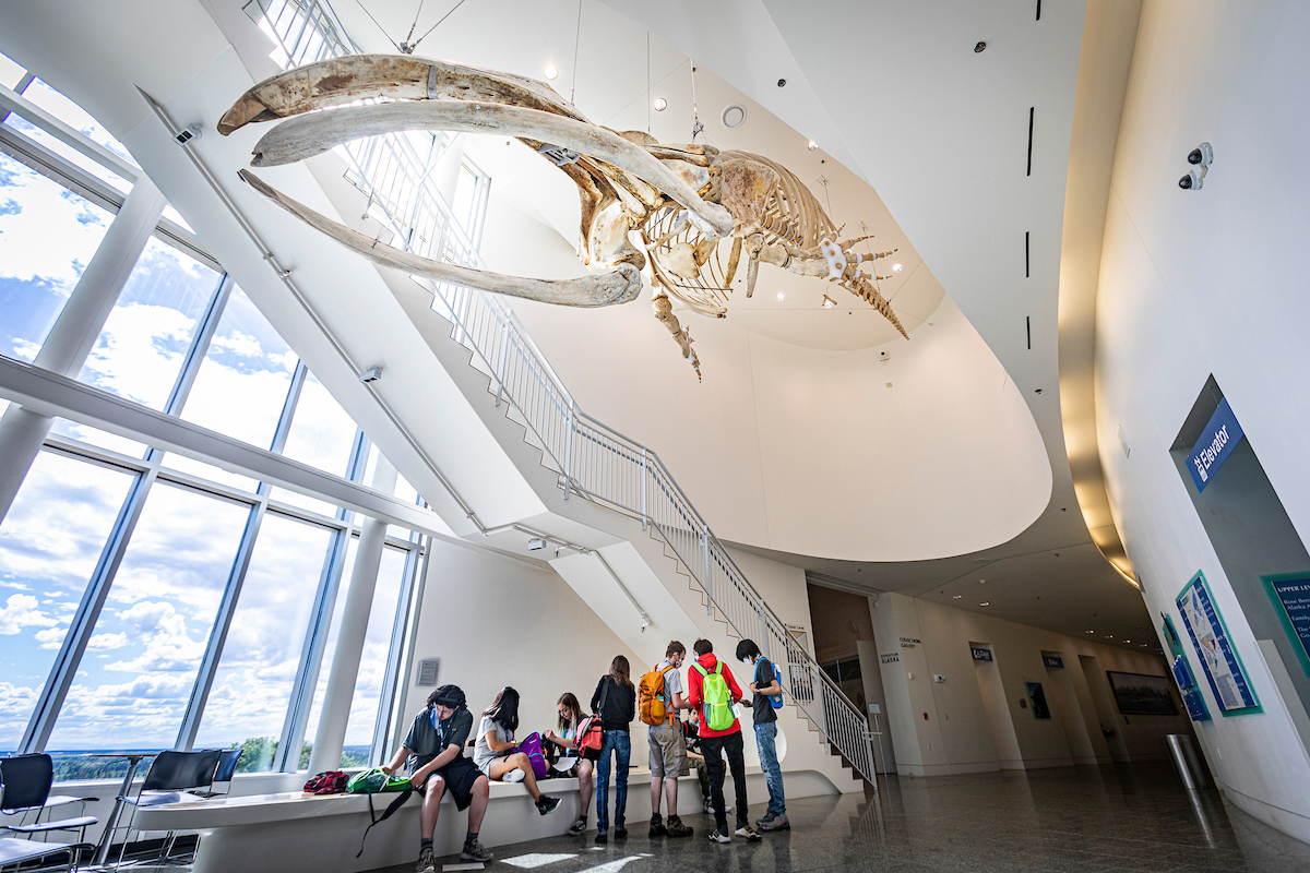 GeoFORCE students participate in a scavenger hunt at the Museum of the North. (UAF photo by Leif Van Cise)