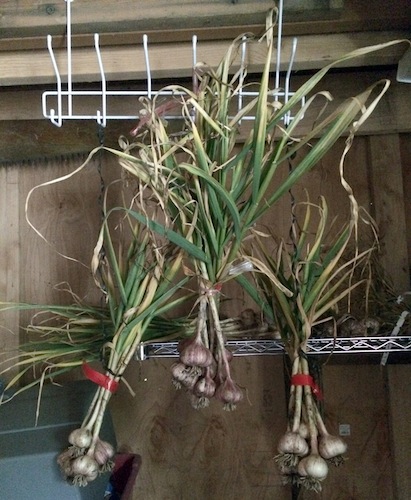 After harvest, keep bulbs in a dry place and brush off soil. To deter mold, never wash garlic.