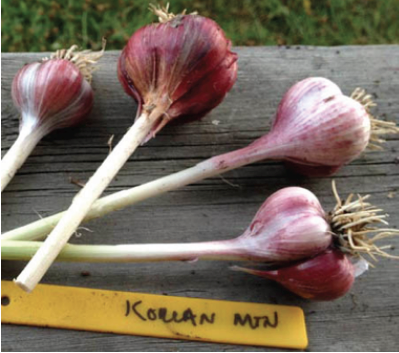 Korean Mountain is one weakly bolting Asiatic cultivar that has performed well in Southcentral Alaska.