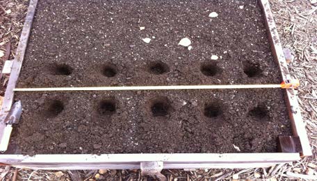 This raised bed is prepped with holes spaced appropriately for planting garlic.