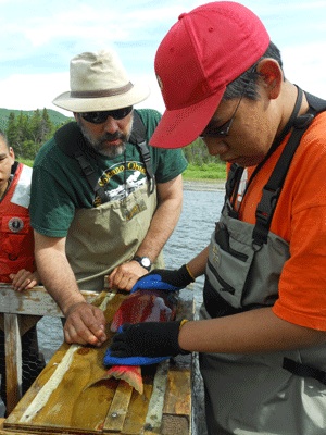 Measuring a salmon on the river