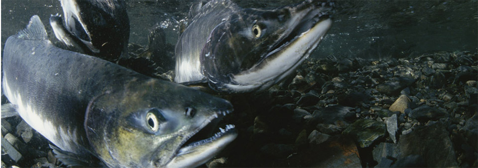 Salmon in the river