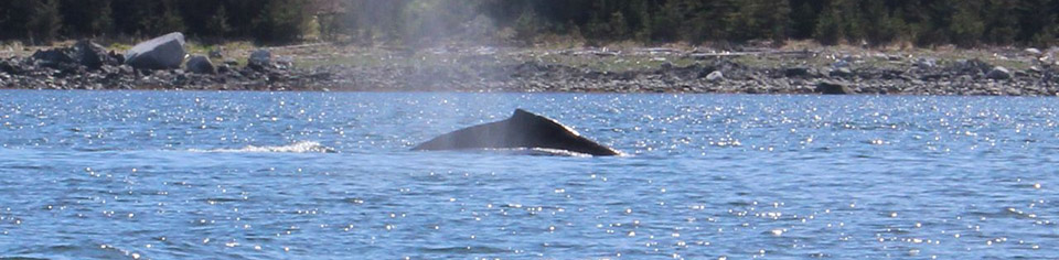 Whales surfacing