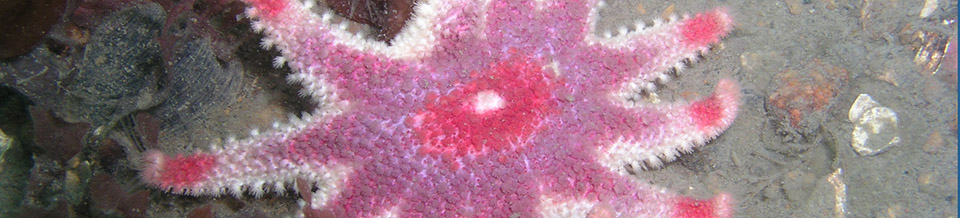 Starfish displaying varies shades of pink and white