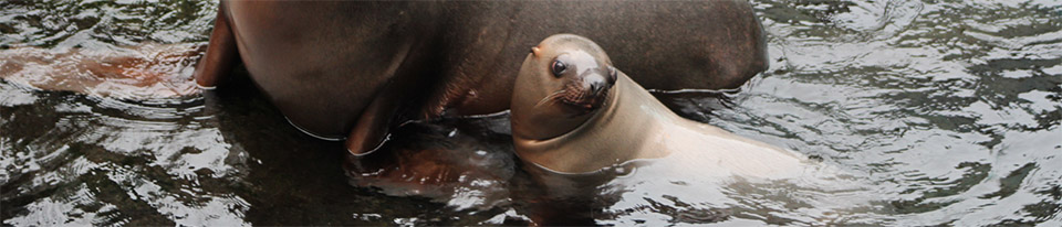 Baby sea lion resting next to mom in water
