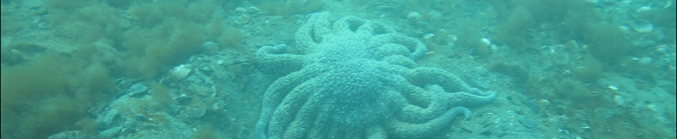 Large starfish in the water