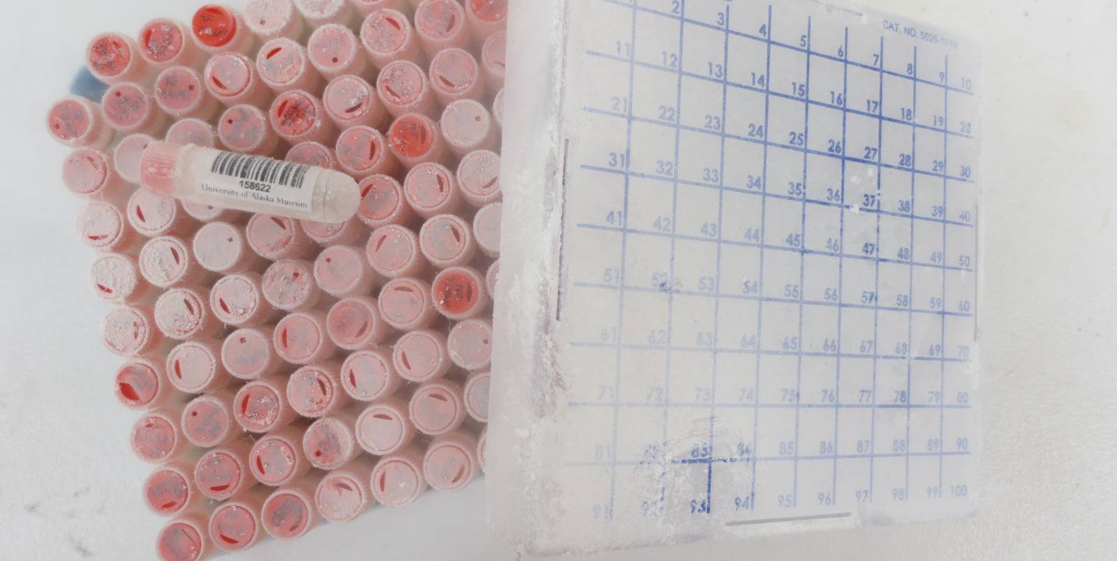 A full box of frost covered cryovials.
