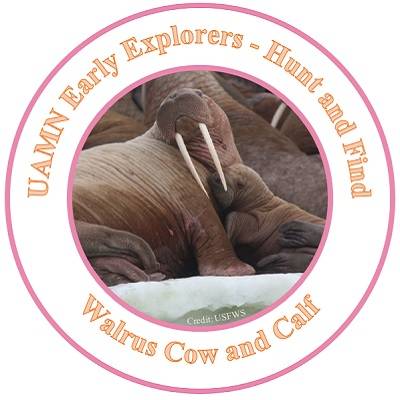 Adult walrus cuddling with a calf. Text reads "UAMN Early Explorers - Hunt and Find: Walrus Cow and Calf."