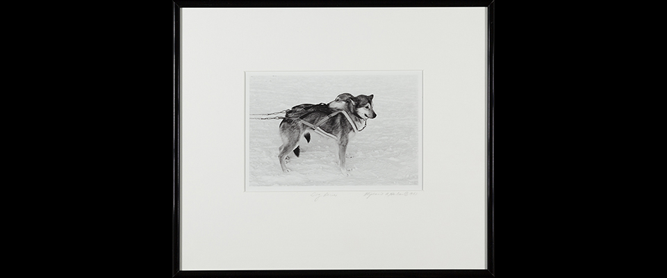 Stephanie A. Harlan, Two-Headed Dog, 1983, UAP1983-093-001