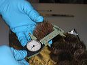Measuring green sea urchins