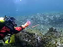 jellyfish video