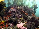 seafloor video