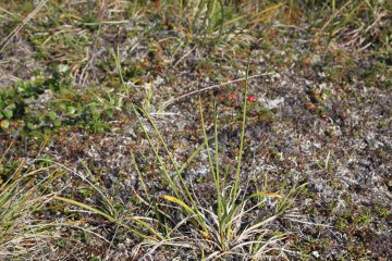 Carex bigelowii (Bigelow's Sedge)