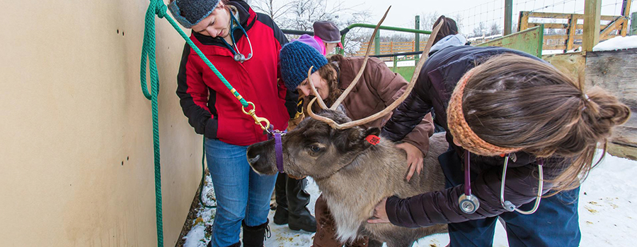 Studets checking the reindeer