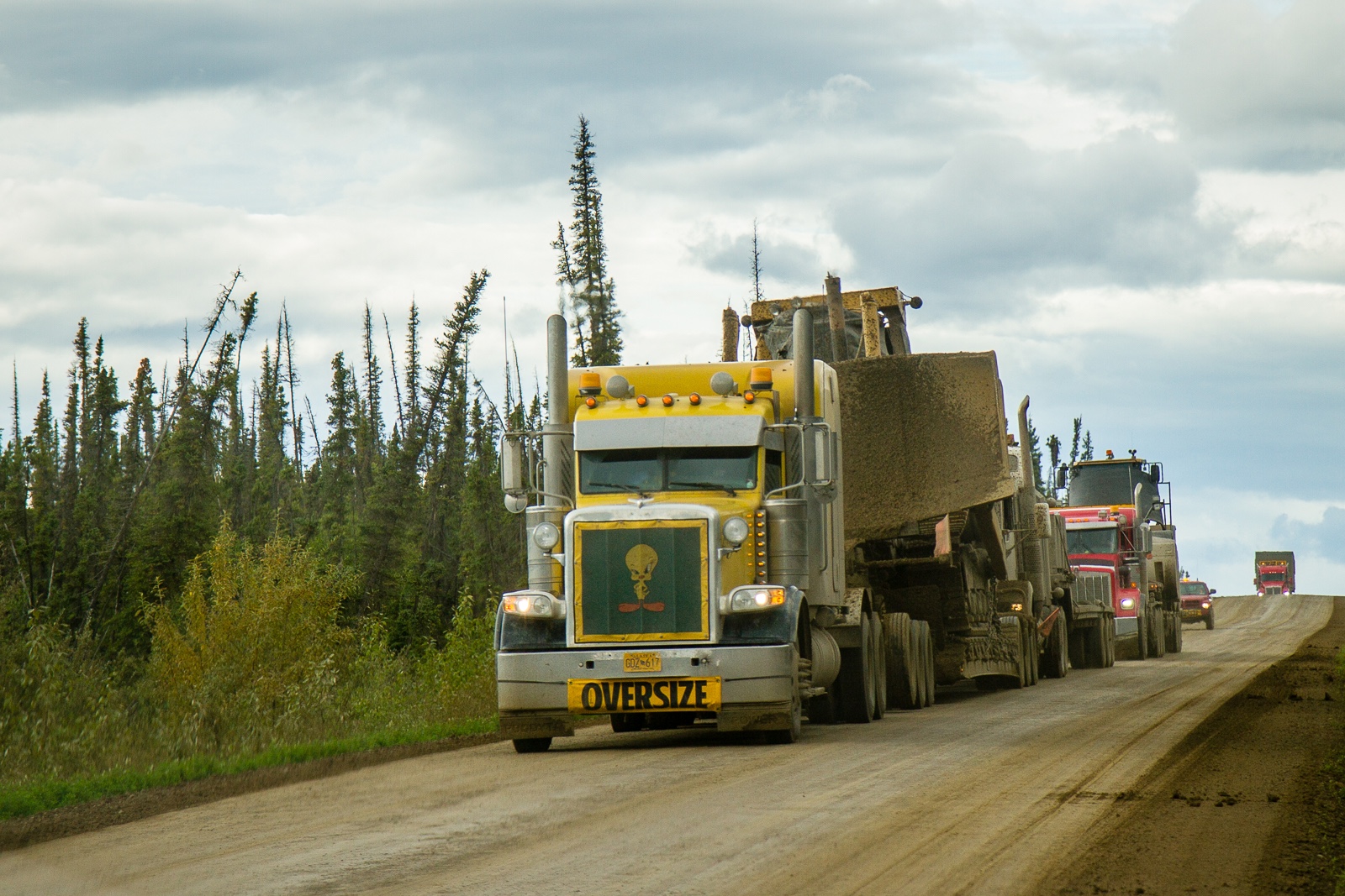 A yellow semi truck hauls a piece of construction equipment along a gravel road flanked by small spruce trees. Behind the truck are more trucks and a pickup.