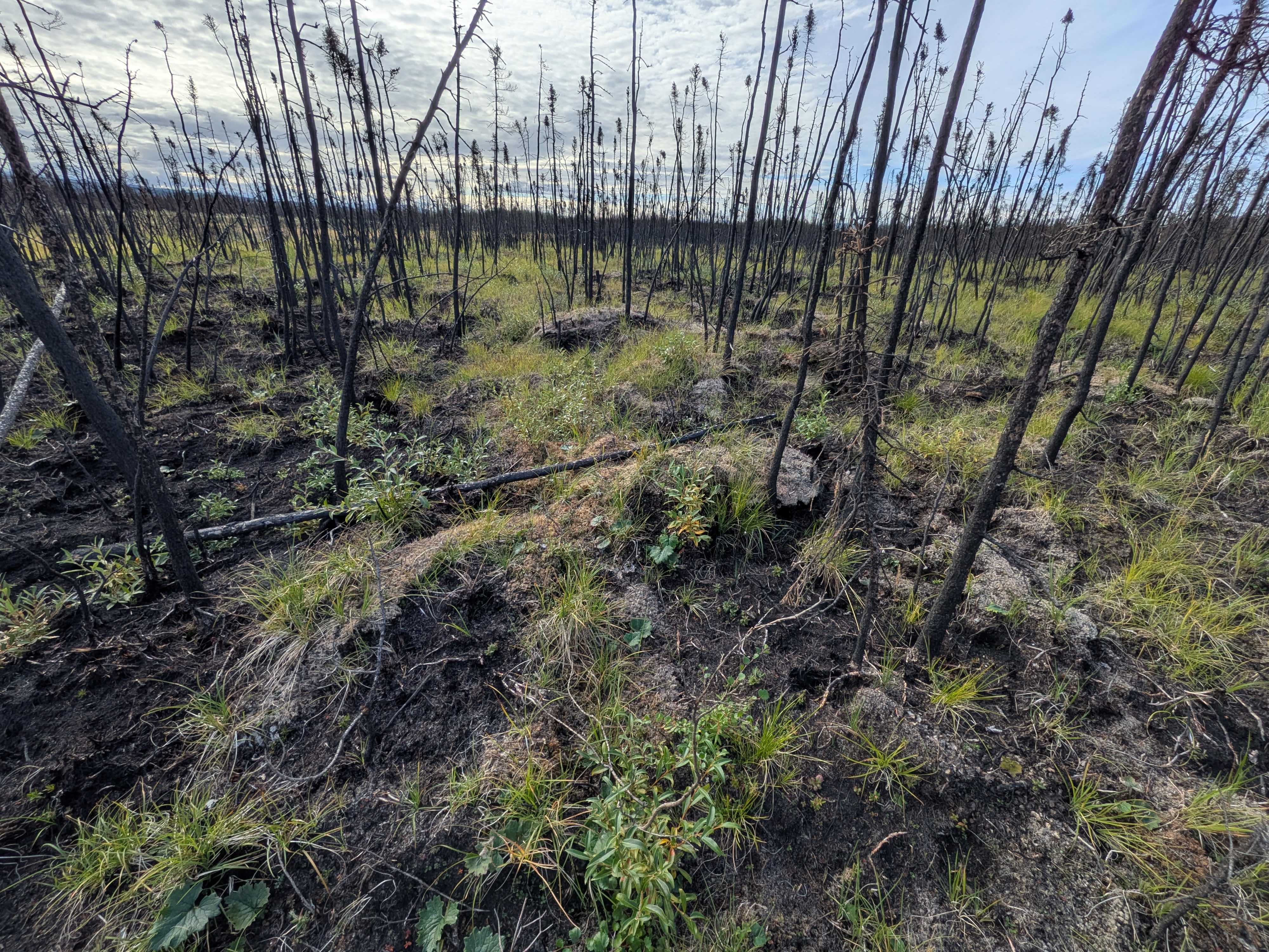 New vegetation emerges across a recently burned Alaska landscape. Research led by Ben Gaglioti shows that previously burned areas can act as natural barriers to future wildfire spread by reducing available fuels. Photo by Ben Gaglioti.