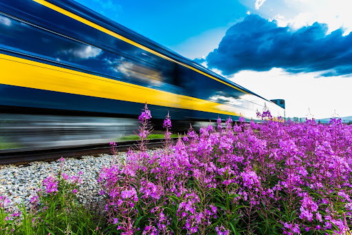 An Alaska Railroad train speeds by a field of fireweed. 