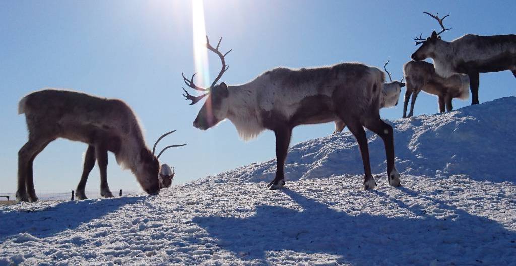 A herd of reindeer grazing in the snow on a sunny day