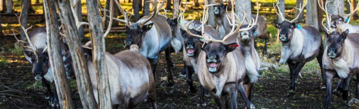 A herd of reindeer runs through a wooded area.