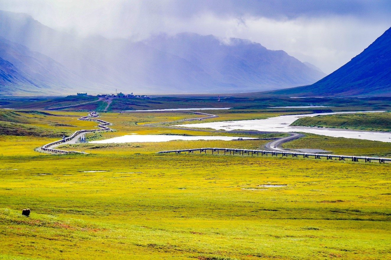 The pipeline on the haul road with faint musk ox to left.