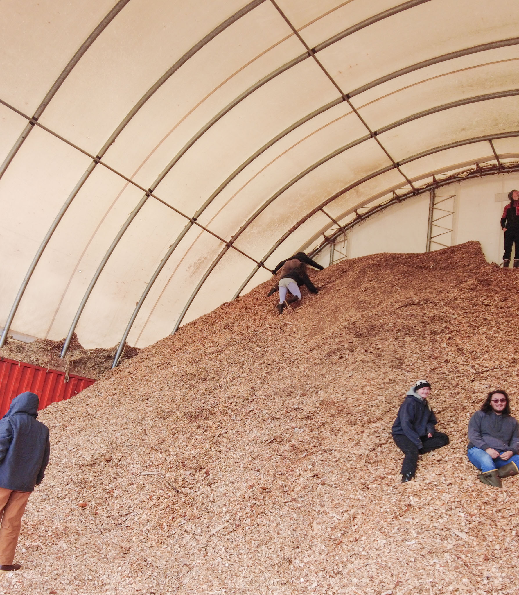 People climb the pile of birch woodchips