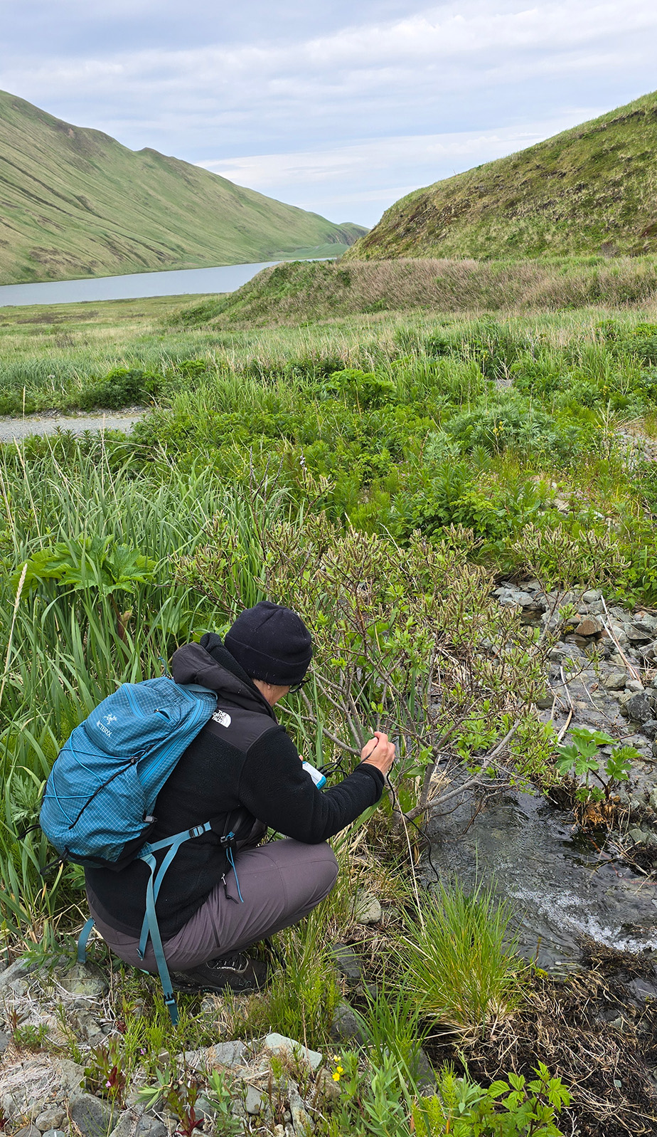 A person is crouching down by a stream surrounded by grass and bushes.