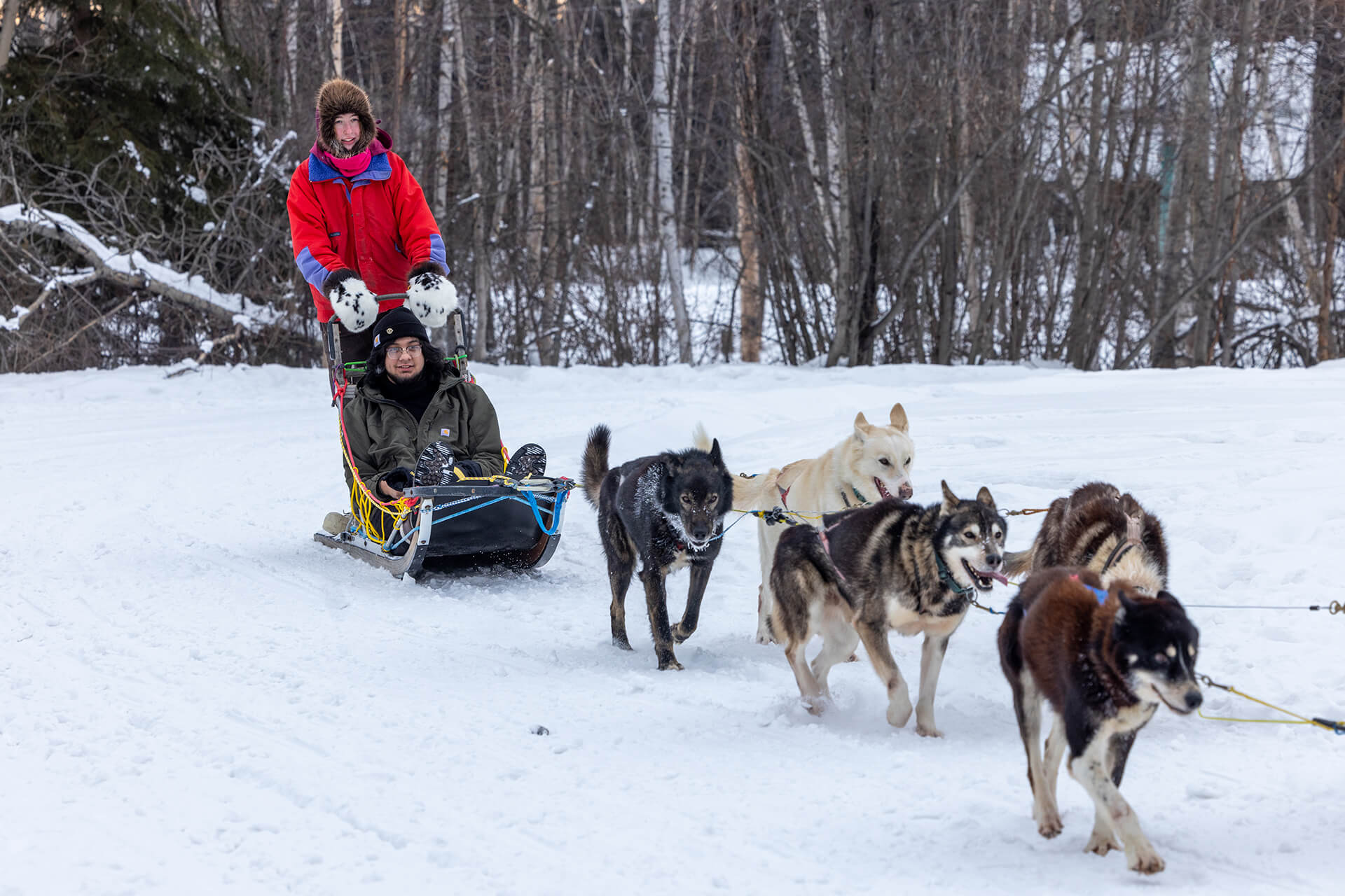 Dog Sledding