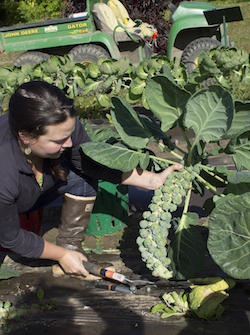 Glenna Gannon harvesting brussels sprouts