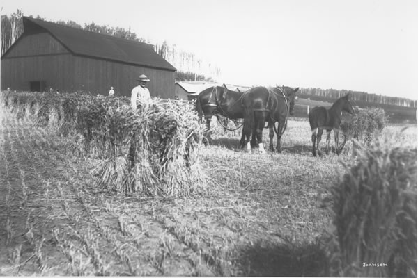 Historical photo, man with horses in field