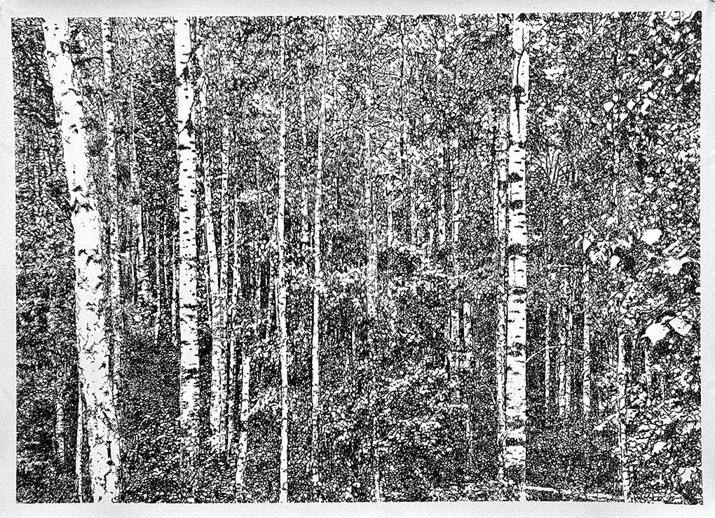 Black and white painting of a birch forest