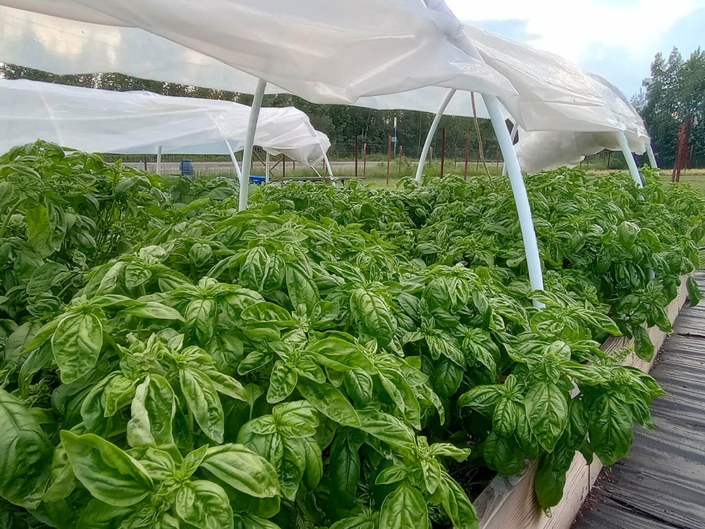 Fresh Basil A row of basil plants growing in a greenhouse