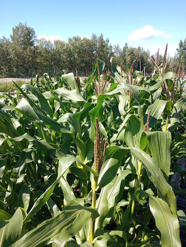Growing Corn Row of Corn plants