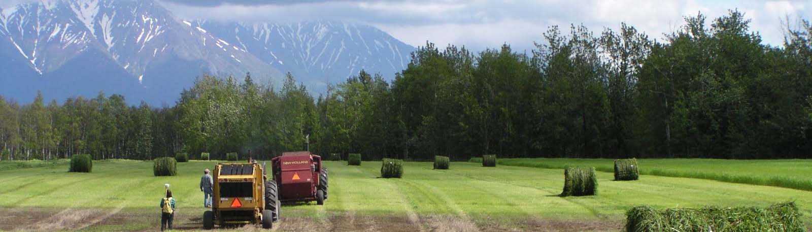 Green field full of hay bales and two tractors. Dark blue mountains in the background