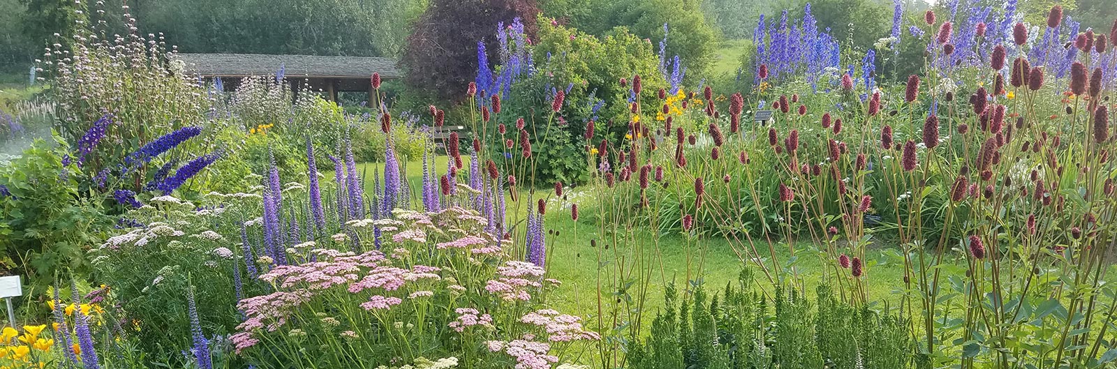 Garden full of blooming flowers