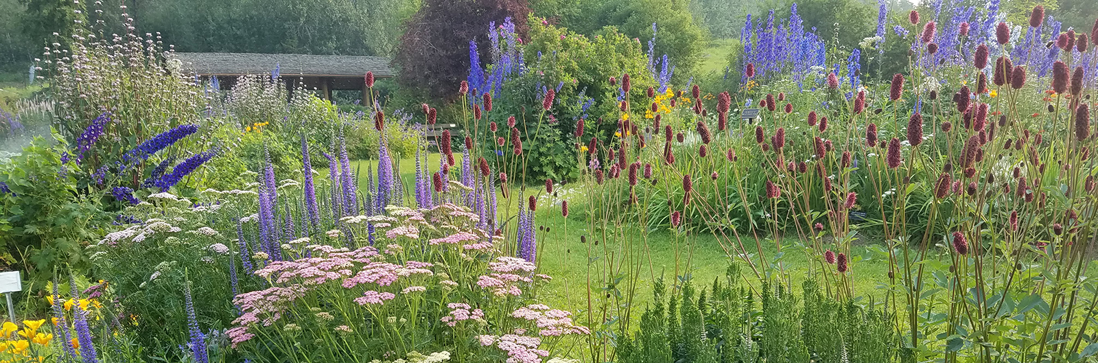 Georgeson Botanical Garden Flowers