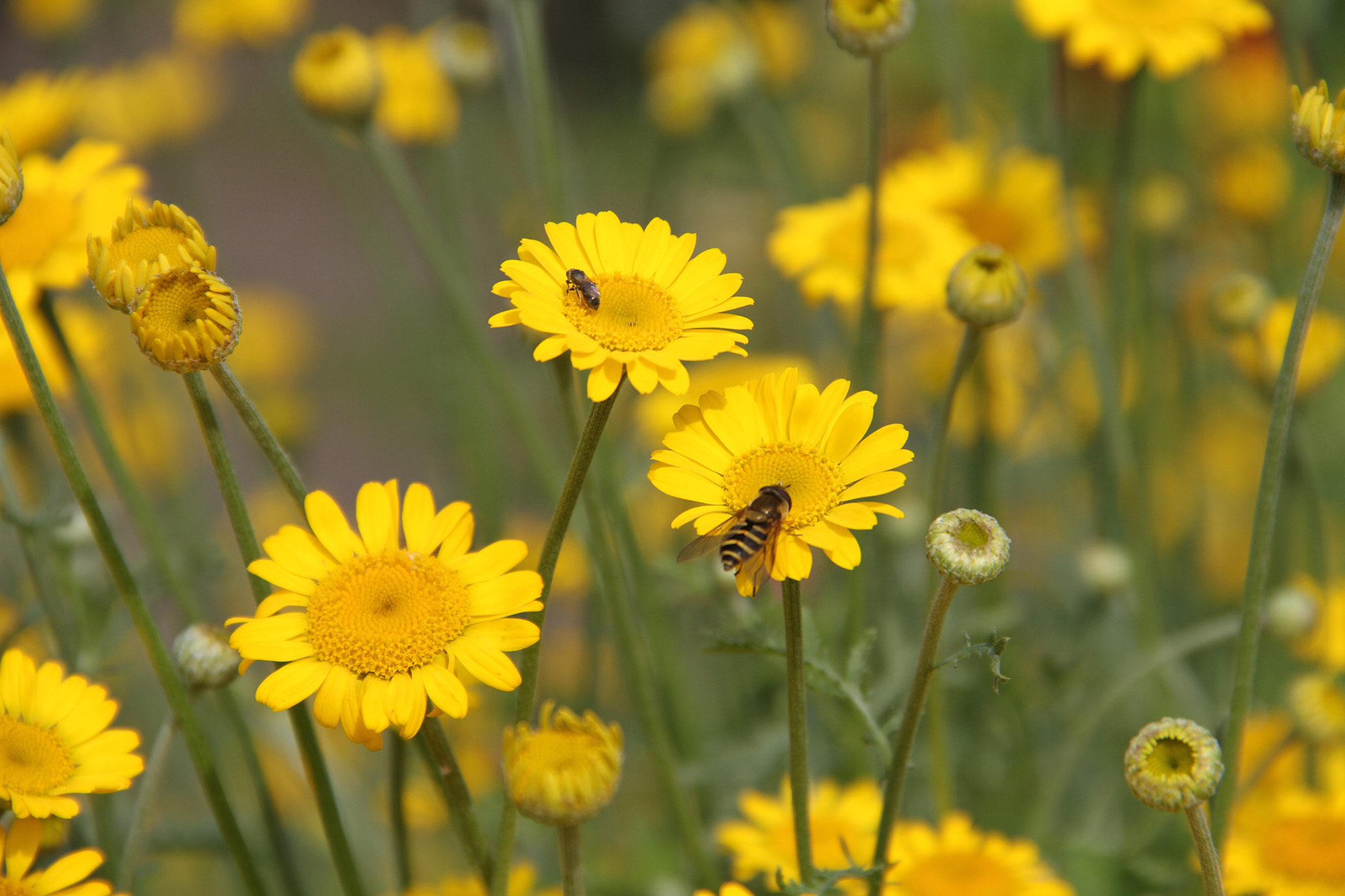bees on daisies