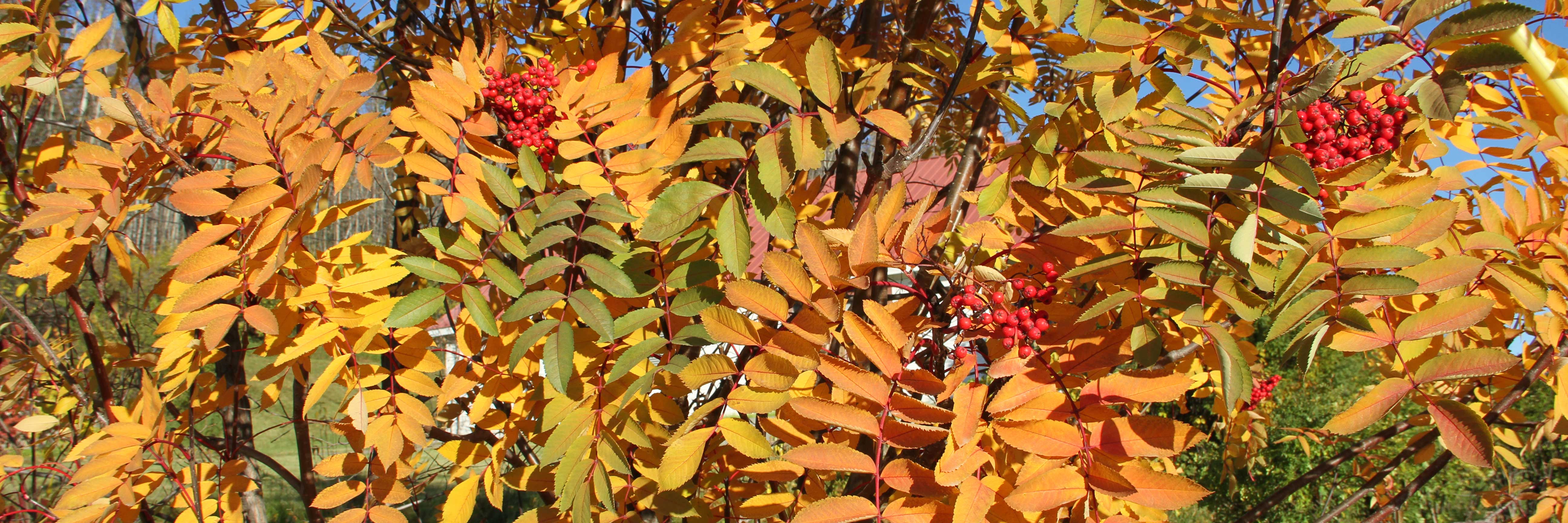 Mountain Ash with yellow leaves and red berries