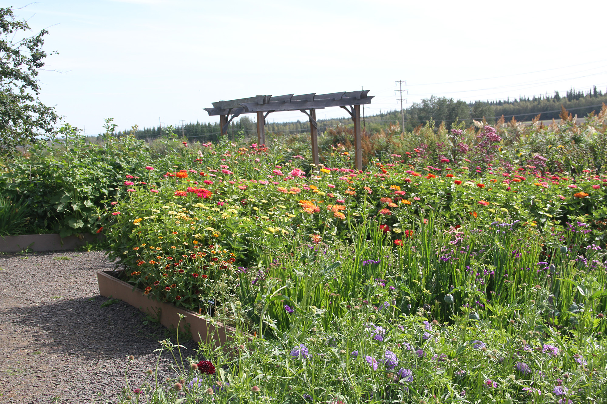 variety trial garden beds