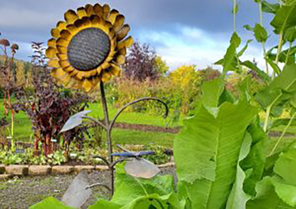 Metal sunflower in a garden