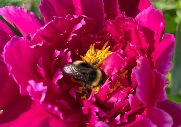 Bumblebee in a Peony