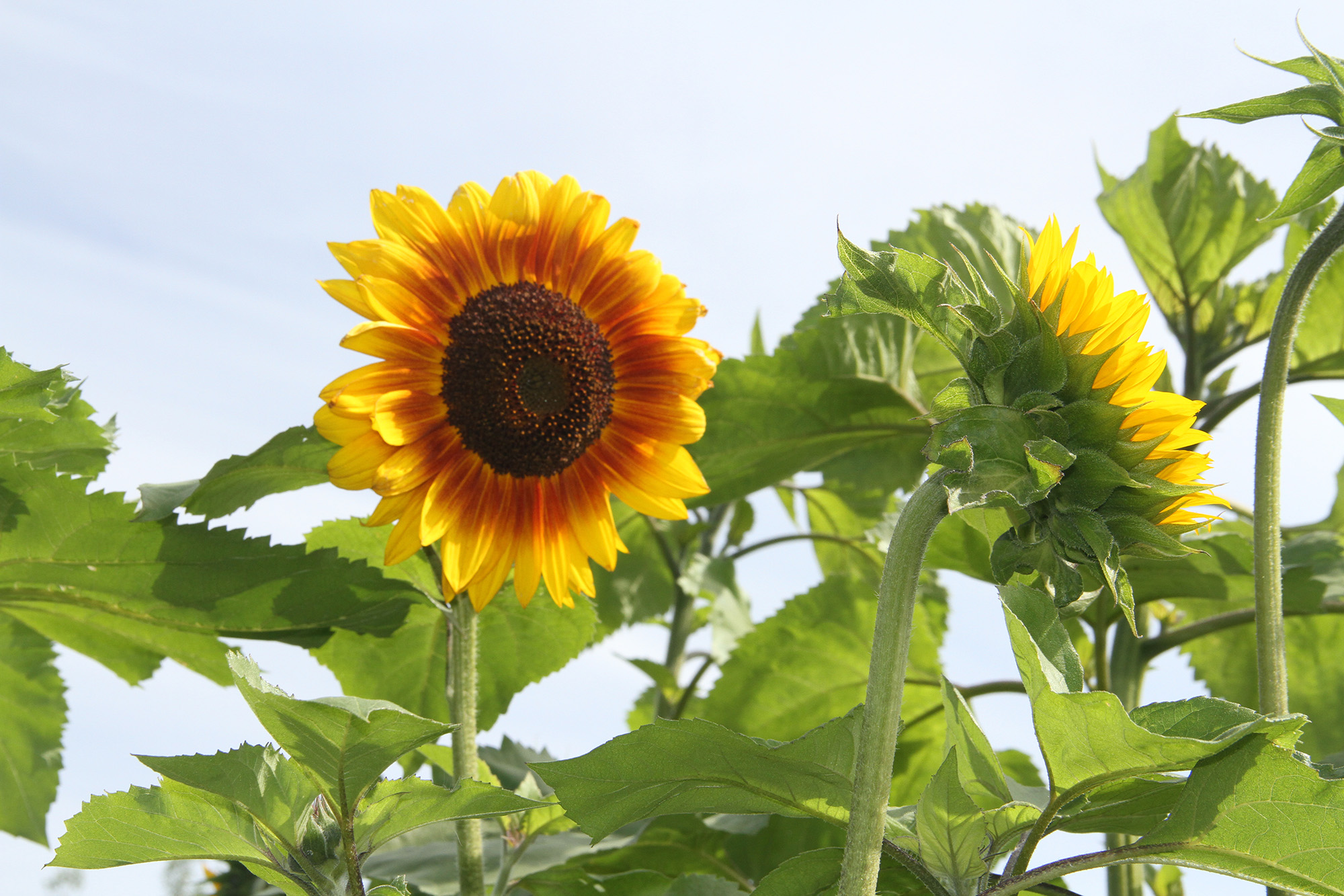 sunflower