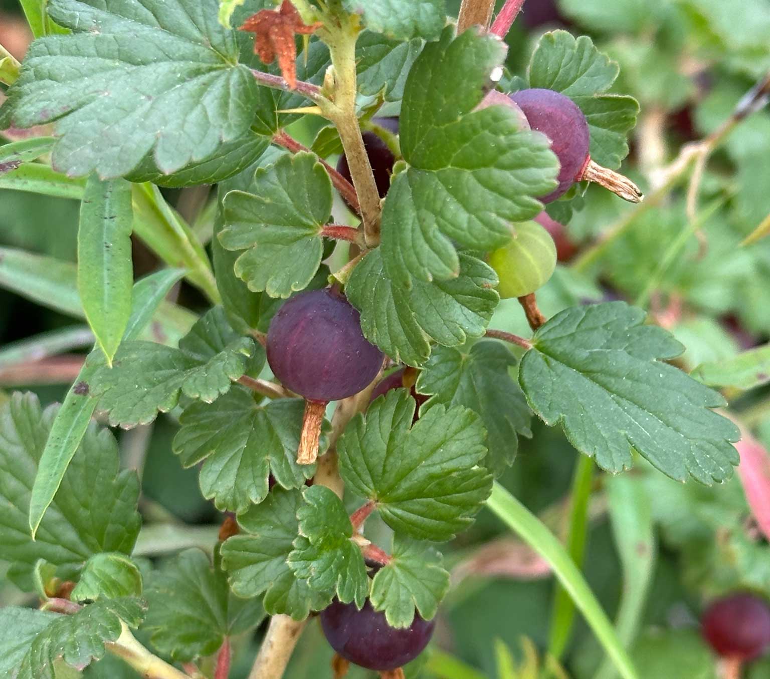 Cluster of dark purple berries on branch