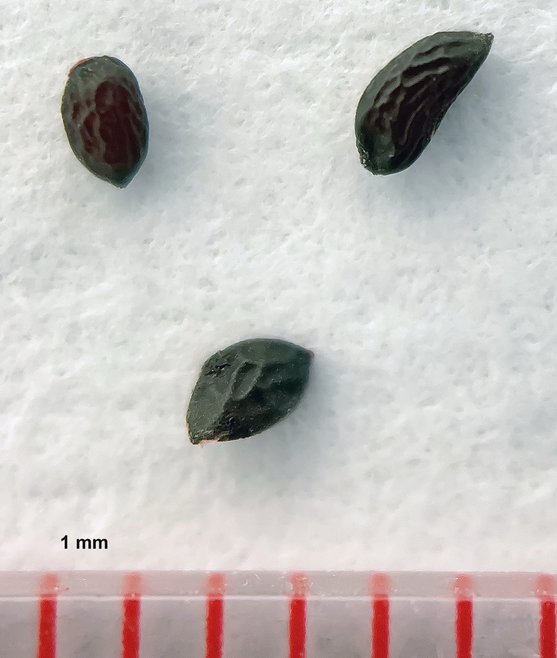 Three currant seeds