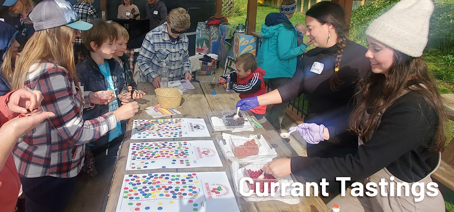 Currant Tasting station. Visitors trying a few different kinds of currant berries.