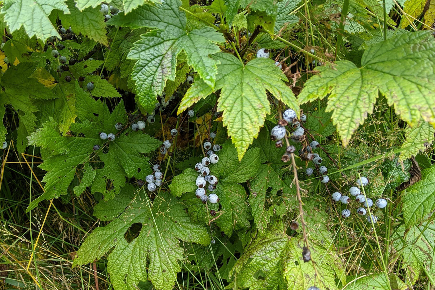 Berries growing on bush