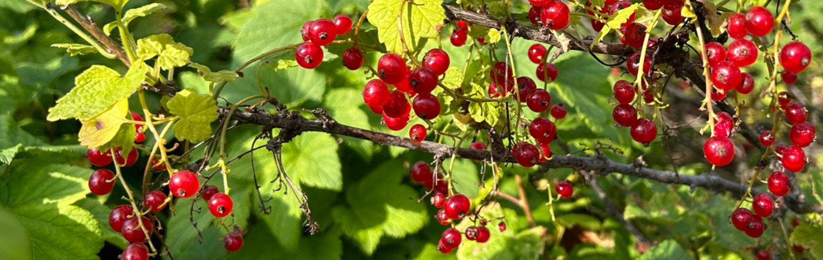 Currant bush