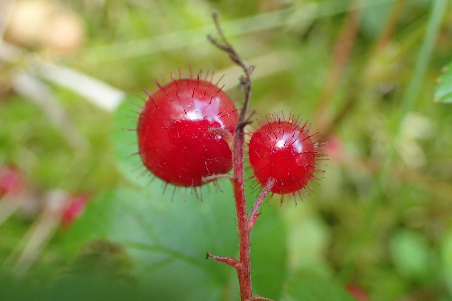 Two vibrant berries hanging off branch