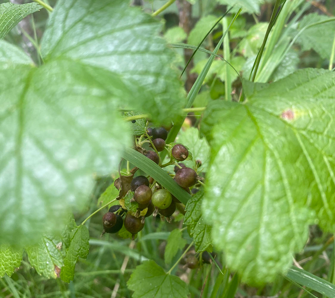 Cluster of berries