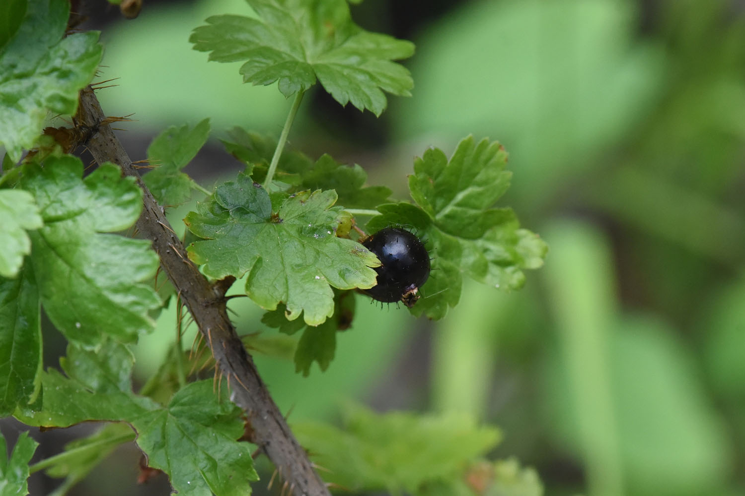 Small dark berry growing on branch